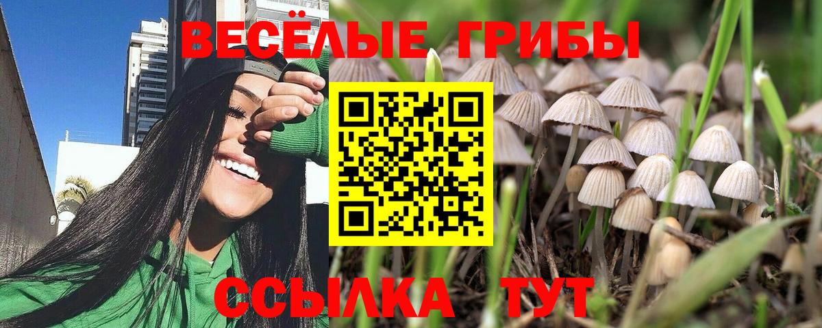 Галлюциногенные грибы мицелий  Вход с VPN  Галлюциногенные грибы Psilocybine cubensis  как найти   Минусинск 